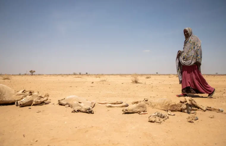 Alemanha ajuda vítimas da seca na África Oriental