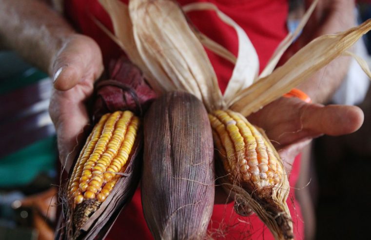 O ataque dos EUA à soberania alimentar do México