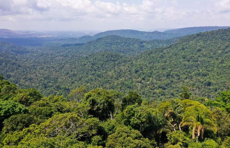 Com Lula no governo, desmatamento na Amazônia cai 34%