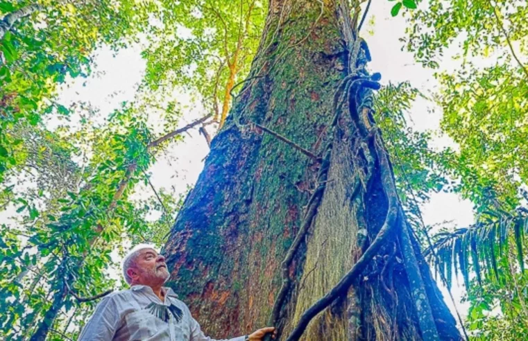 Brasil quer envolver setor privado para reflorestar a Amazônia