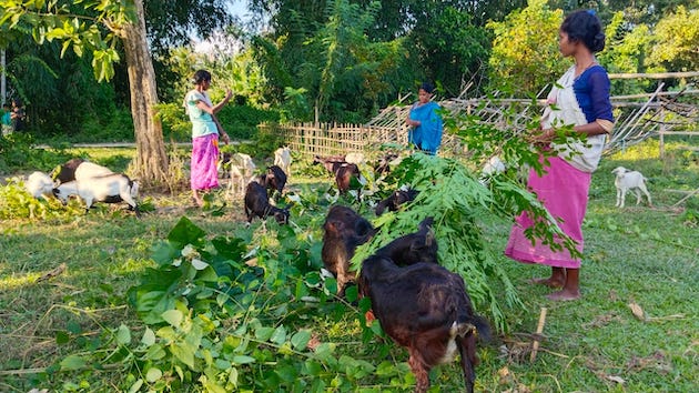Empoderando as mulheres em Assam: a pecuária traz alívio econômico pós-COVID