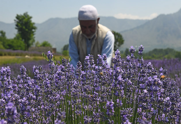 Arrasados pela mudança climática, agricultores de Caxemira encontram salvação na lavanda