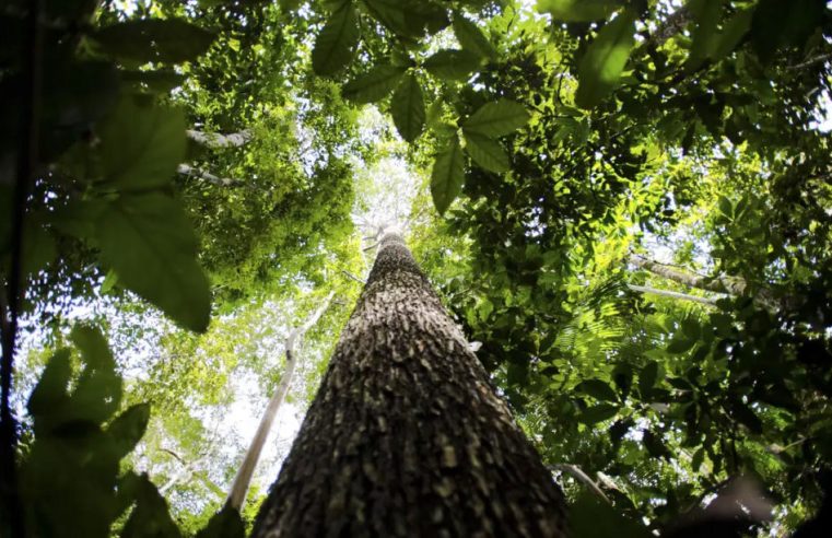 COP28: Brasil vai propor fundo de compensação para “os donos das florestas”