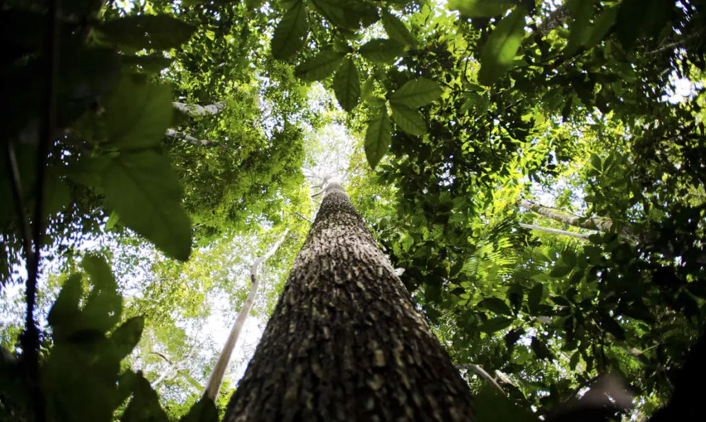 COP28: Brasil vai propor fundo de compensação para “os donos das florestas”