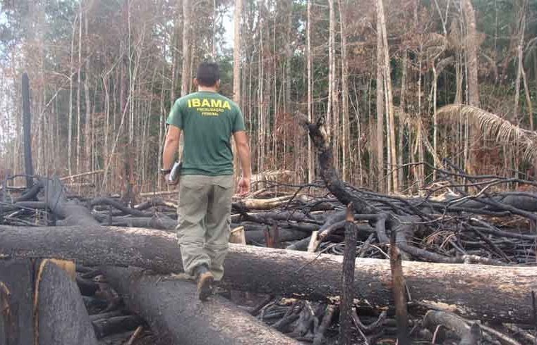 Desmatamento na Amazônia cai 50% em 2023, vitória do presidente Lula