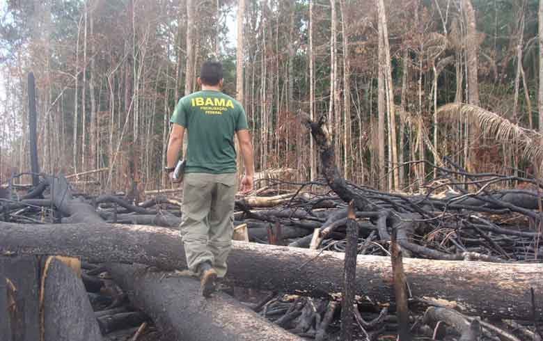 Desmatamento na Amazônia cai 50% em 2023, vitória do presidente Lula