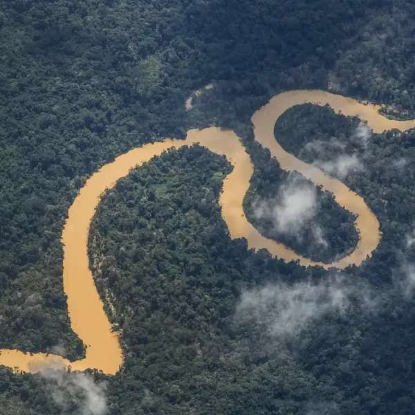 A exclusão das pequenas entidades no Fundo Amazônia: uma análise crítica e propositiva