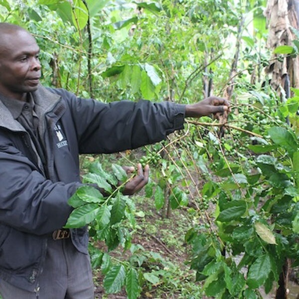 UE impõe novas exigências a pequenos produtores de café em Uganda