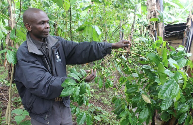 UE impõe novas exigências a pequenos produtores de café em Uganda