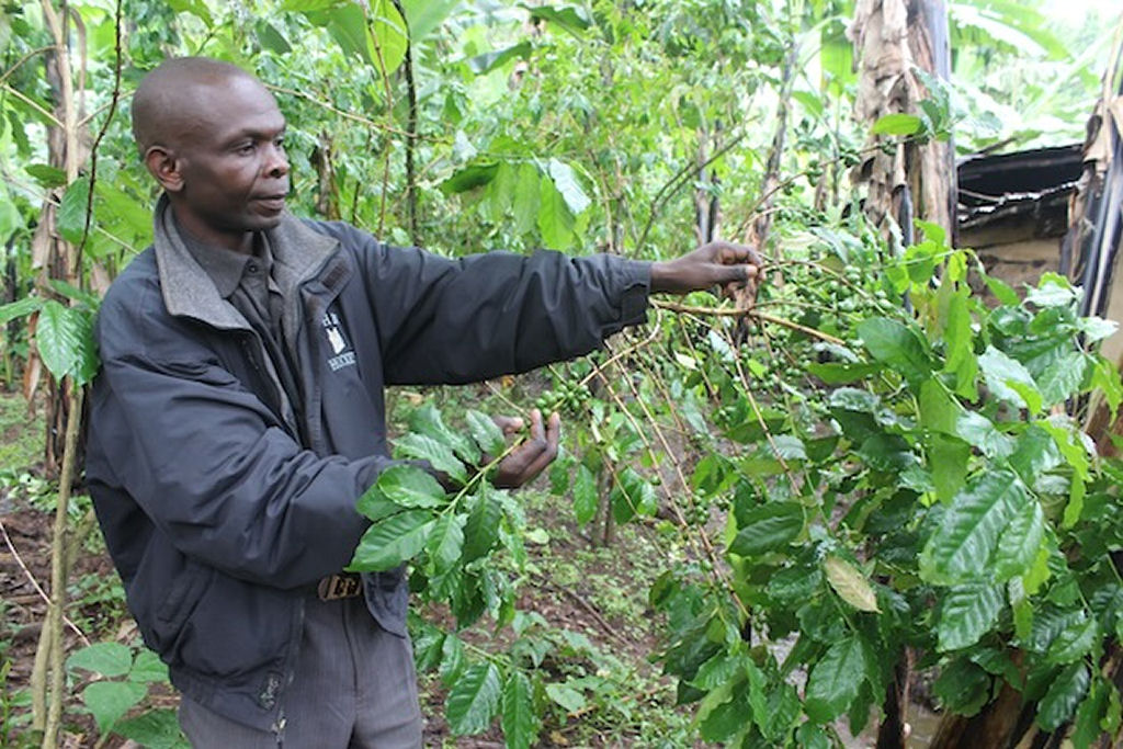 UE impõe novas exigências a pequenos produtores de café em Uganda