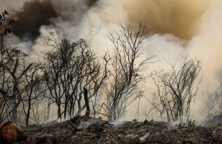 Seca e incêndios devastadores marcam o dia da Amazônia