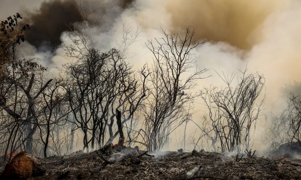 Seca e incêndios devastadores marcam o dia da Amazônia