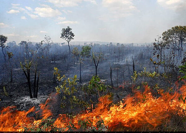 Crise climática e incêndios no Cerrado: as políticas públicas governamentais