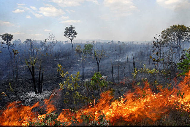 Crise climática e incêndios no Cerrado: as políticas públicas governamentais