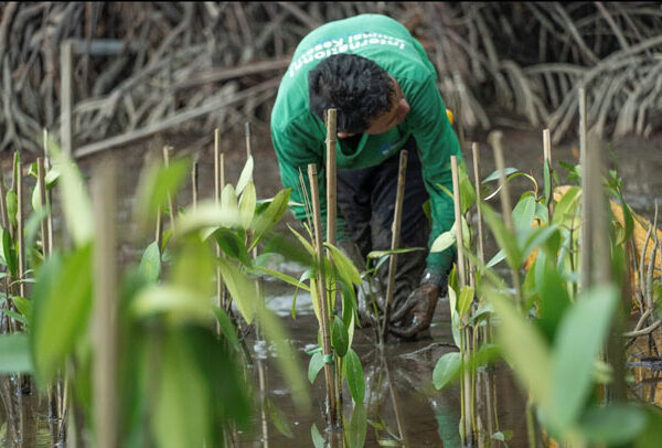 COP16 – Esta é a nossa última chance de salvar a natureza?