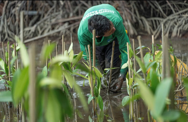 COP16 – Esta é a nossa última chance de salvar a natureza?