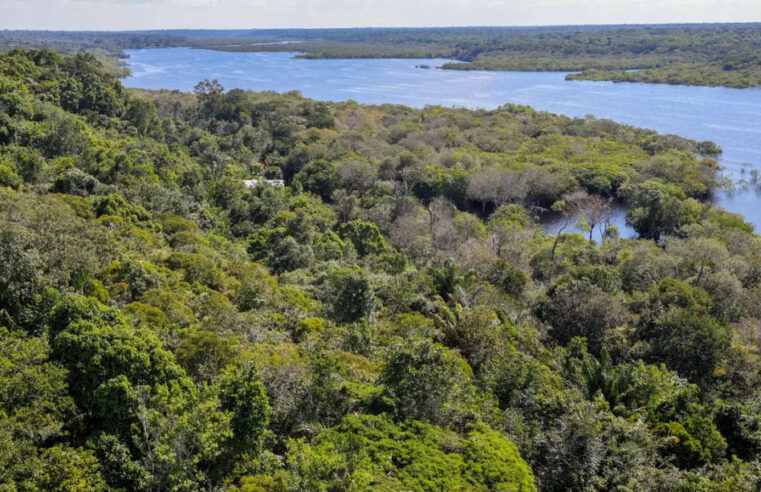 Desmatamento na Amazônia cai quase 31% em relação a 2023