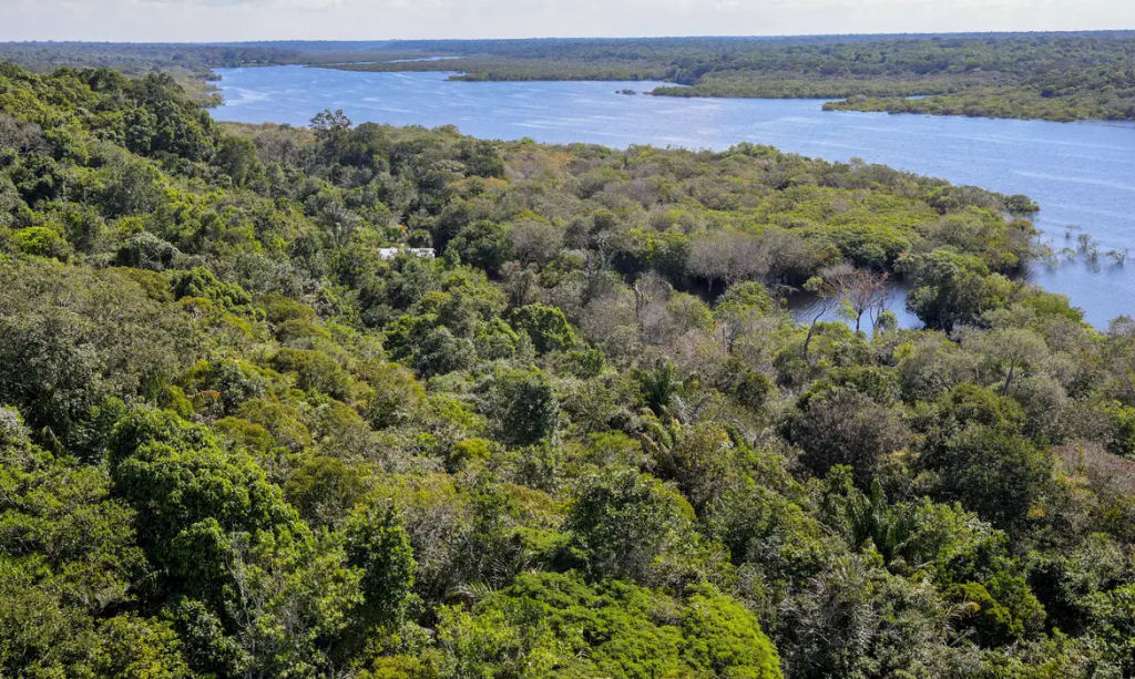 Desmatamento na Amazônia cai quase 31% em relação a 2023